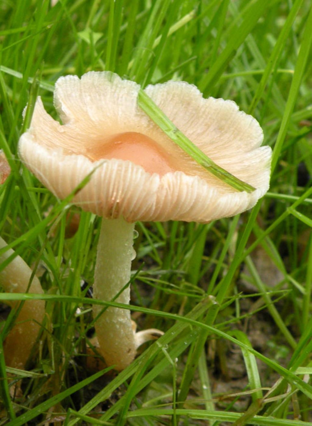 Inocybe (forse) con micro